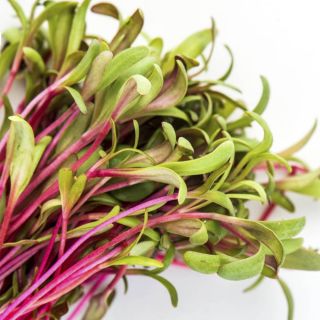 Swiss Chard Organic Microgreen Thumbnail